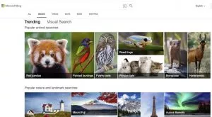 Bing Image Search